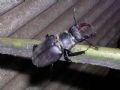 Lucanus cervus capreolus